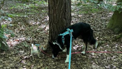 Lernspaziergang für Hunde (03.08.2024)