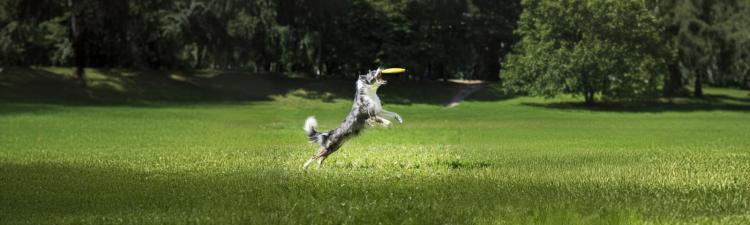 Agility und Co.: Welcher Hundesport passt zu dir und deinem Hund?