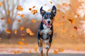 Einzeltraining/ Verhaltensberatung Hund