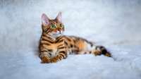 Die 10 beliebtesten Katzenrassen: Welche passt am besten zu dir?