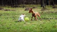 Tipps einer Tiertrainerin: So beugst du Hund-Hund-Aggressionen vor