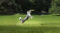 Agility und Co.: Welcher Hundesport passt zu dir und deinem Hund?