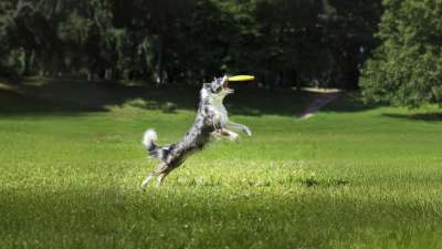 Agility und Co.: Welcher Hundesport passt zu dir und deinem Hund?