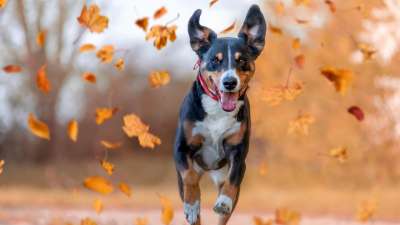 Einzeltraining/ Verhaltensberatung Hund