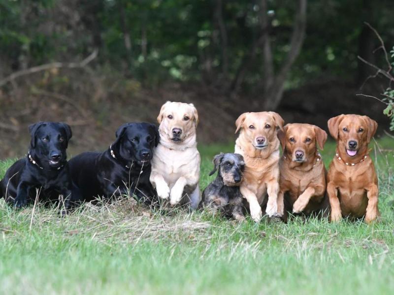 Labrador Retriever