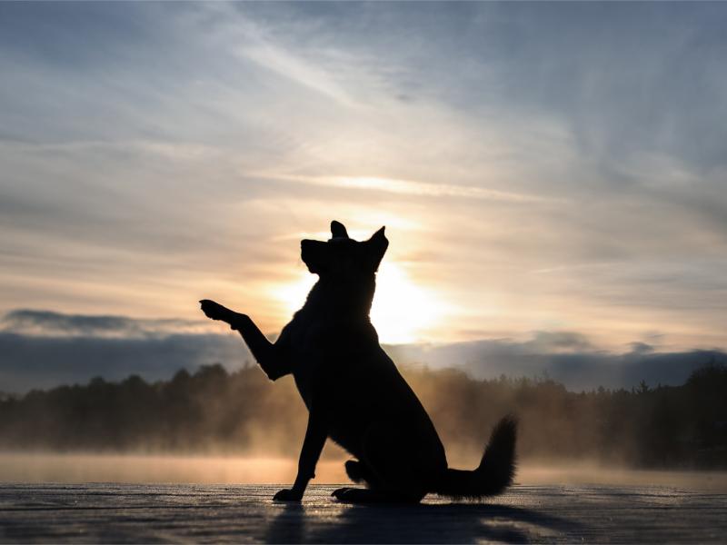 Licht für Schattenhunde e. V.