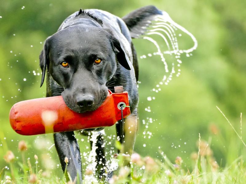 Hundeschule Axstedt - Trainingszentrum für Hund & Halter