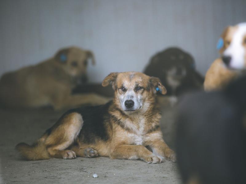 Freundeskreis der Straßenhunde in Rumänien - Hilfe für Tiere e.V.