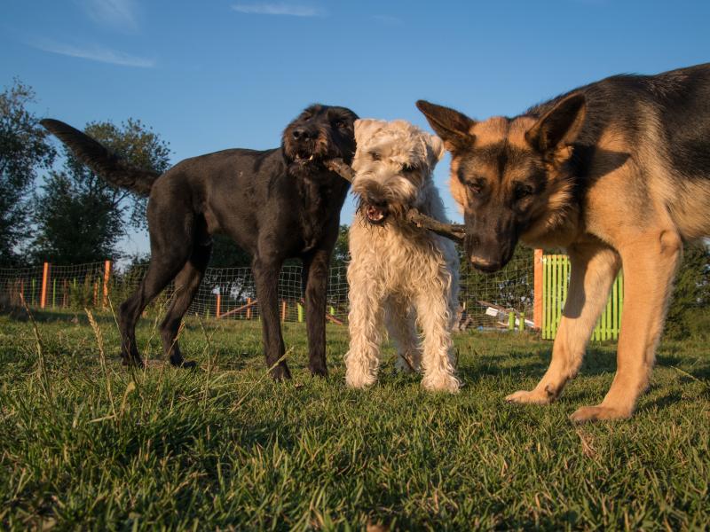 Frank Sachadae Hundeschule Sachadae