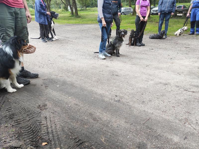 Hundeschule Aukrug