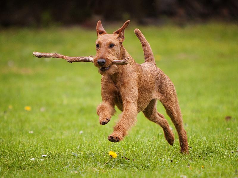 Caramel's Irish Terrier