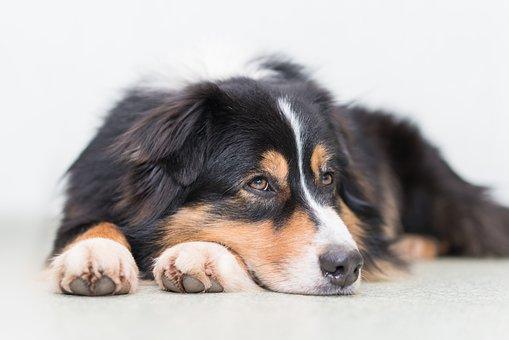 Australian Shepherd Deckrüden und Welpen