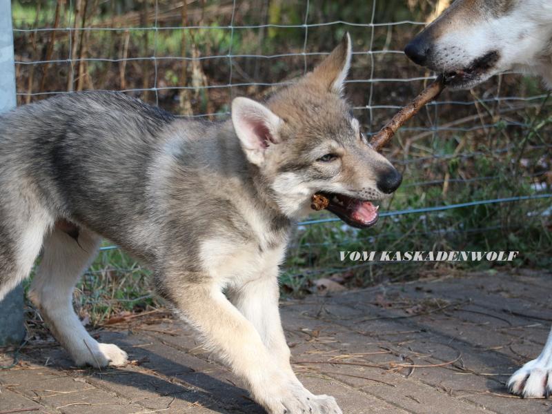 VDH/FCI Kennel "vom Kaskadenwolf"