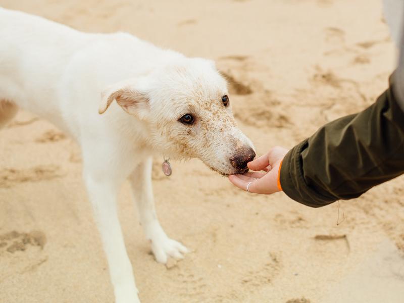 SardinienHunde e.V.