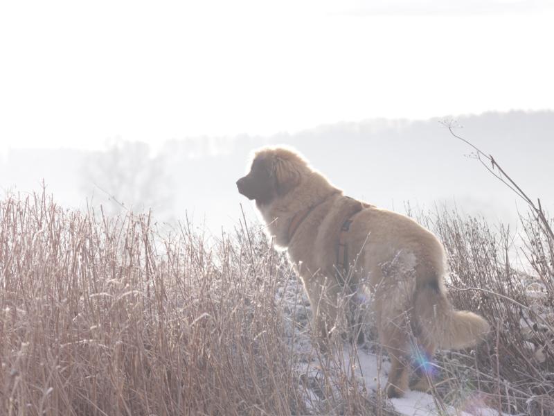 Hundeschule Social-Dog Julia Reicherter