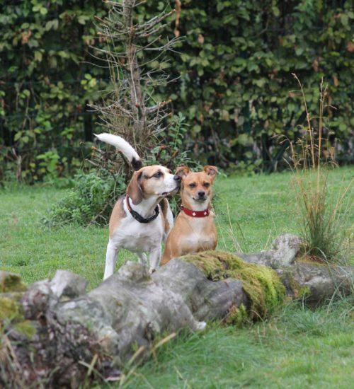 Gabriele Kohler "Hundezentrum Schwaben"