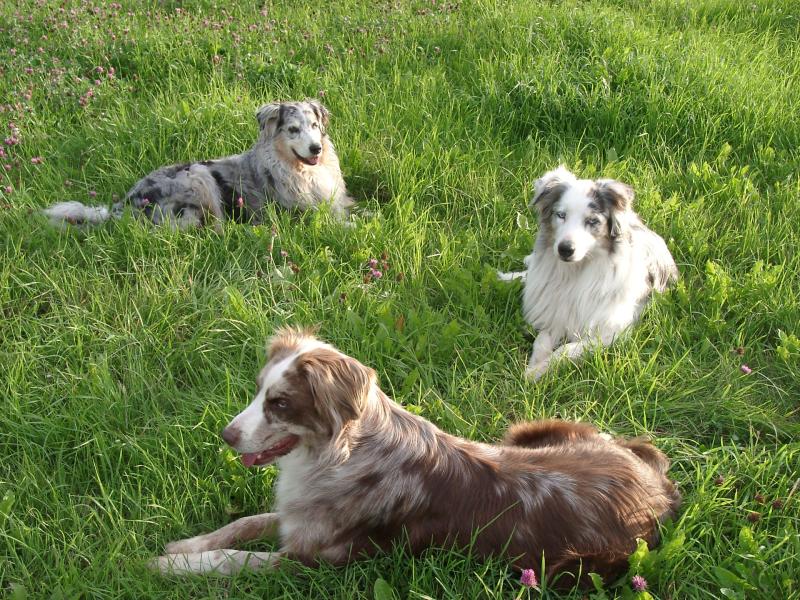 Hundephysiotherapie Ernährungsberatung Tierheilpraxis