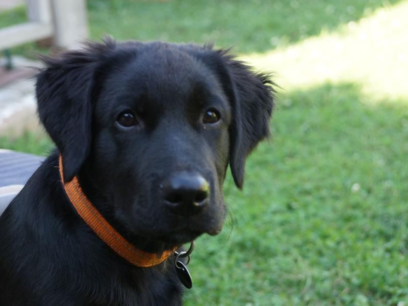 Hundeschule Pfotenglück