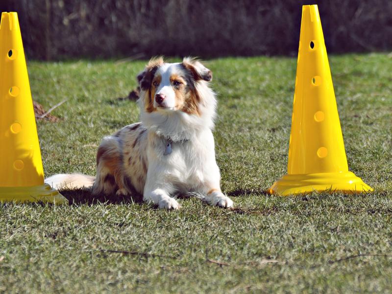 Hundeschule Rund um Mensch mit Hund