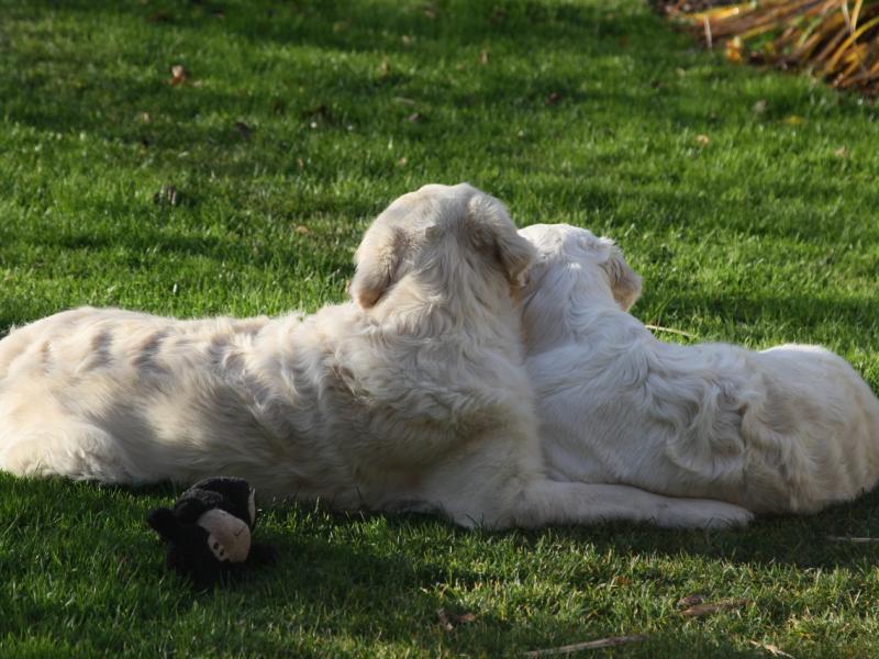 Hundeschule Herzog