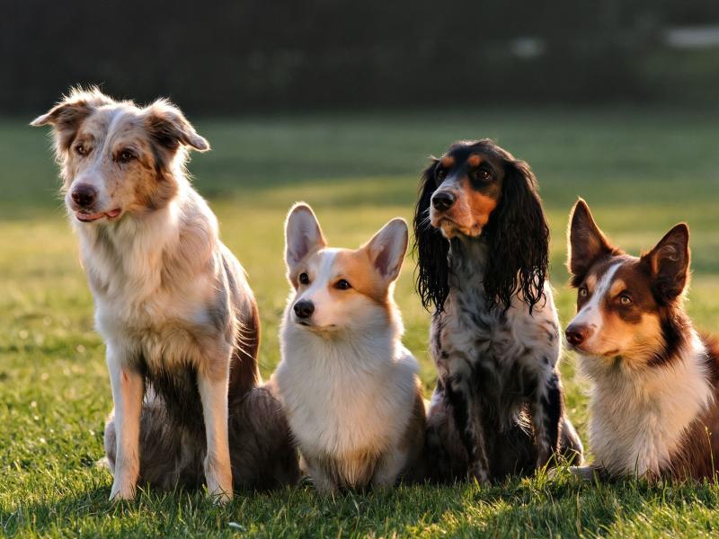 Hundeschule Pürkel