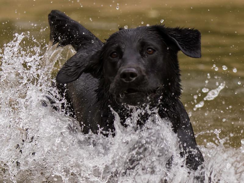 Workout Dogs Hundetraining Wiemers