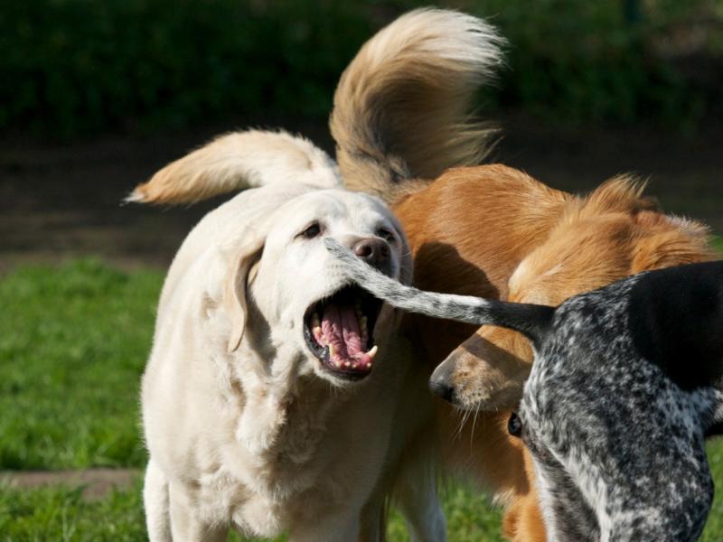 Hundeschule Blickwechsel