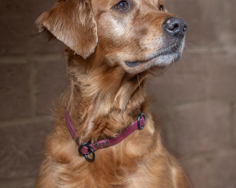 Susanne Bergendahl Hundezucht