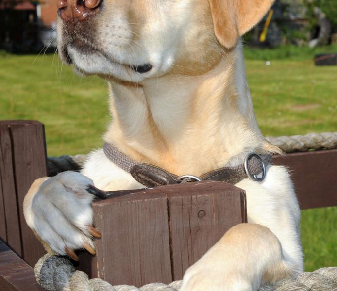 Hundeschule Pfoten ABC