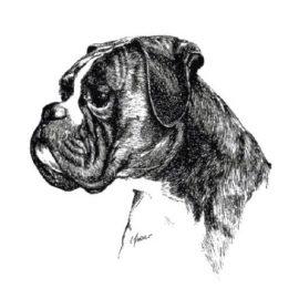 Boxerhundefreunde Peine e.V.