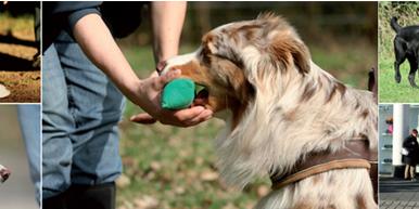 Hundeschule Flying-Paws