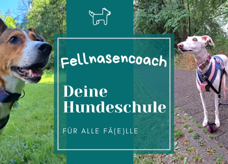 Antje Zitzlaff Tierpsychologin Schwerpunkt Hunde/Hundepsychologie Hunde-Verhaltensberatung & Hundetraining