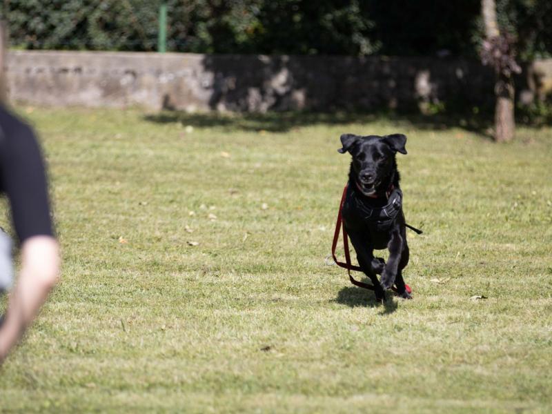 Hundeschule Best Buddys