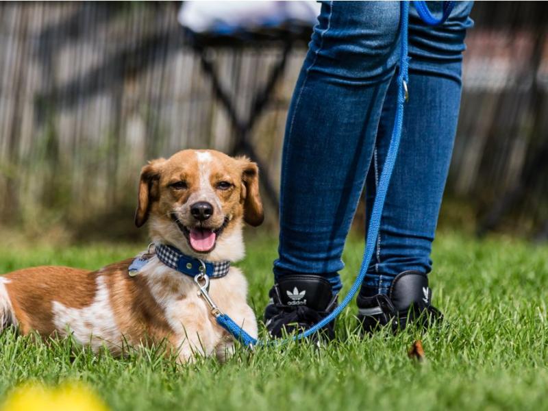 Hundeschule Stormarn Dogs