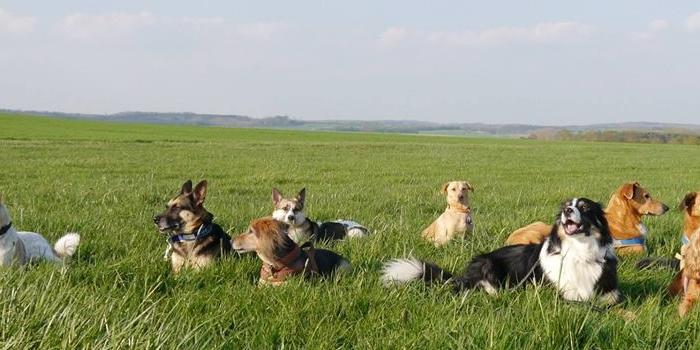 Int. Rasse-Jagd-Gebrauchshunde Verband Gruppe Sontheim/Bächingen - Hundefreunde Unteres Brenztal e.V.