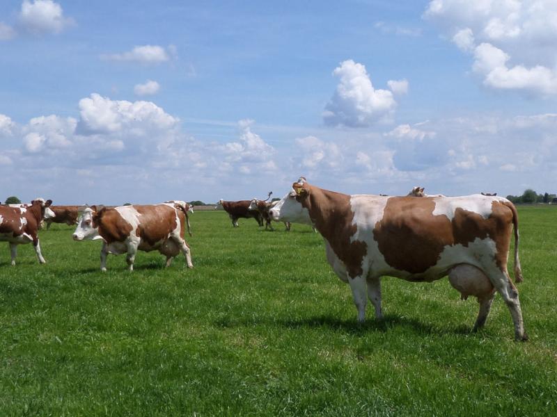 Dr. Alexander Maisch und Simone Vetter Gemeinschaftspraxis für Großtiere