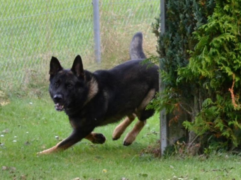 Verein für Deutsche Schäferhunde (SV) Ortsgruppe Tuttlingen u. Umgebung e.V. im Verein für Deutsche Schäferhunde (SV) e.V.