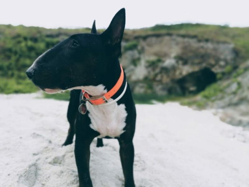 Pottschnauzen - Training für Menschen mit Hund