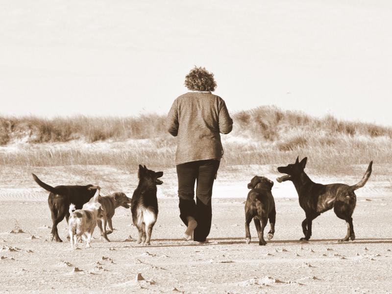 Hundeschule Anke König