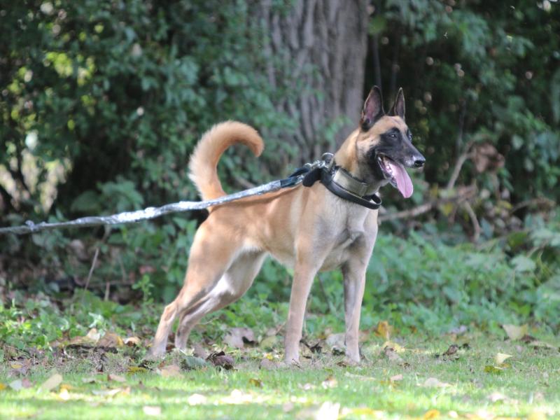 Deutscher Malinois Club e.V.