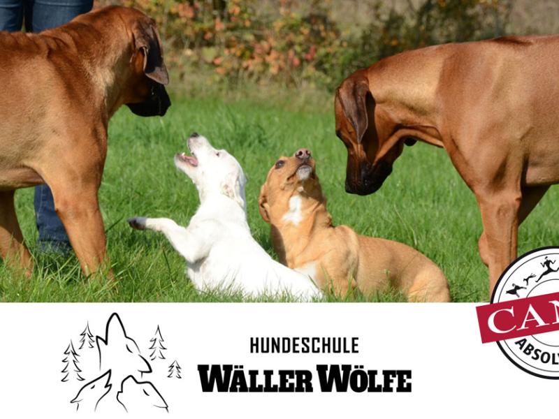 Hundeschule Wäller Wölfe