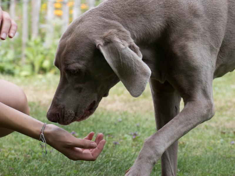 Hundeschule HundeFAIRstand