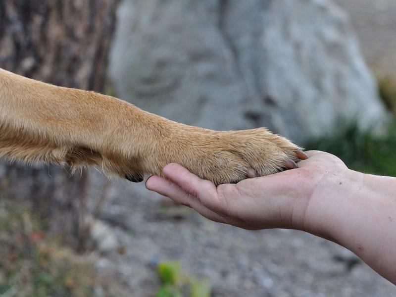 Gebrochene Hundeseelen e.V.