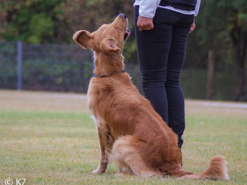 Heike Ungar Hundeschule HEIKES HUNDESCHULE