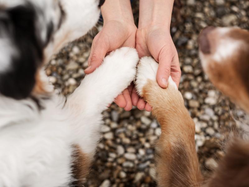 Hundeschule "hundherum harmonisch"