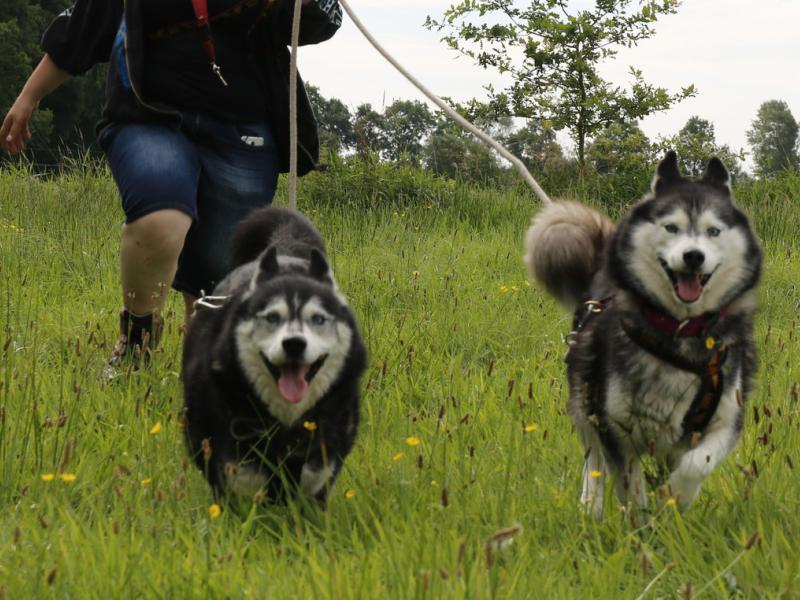 Das Tierheim für Nordische Hunde in Not!