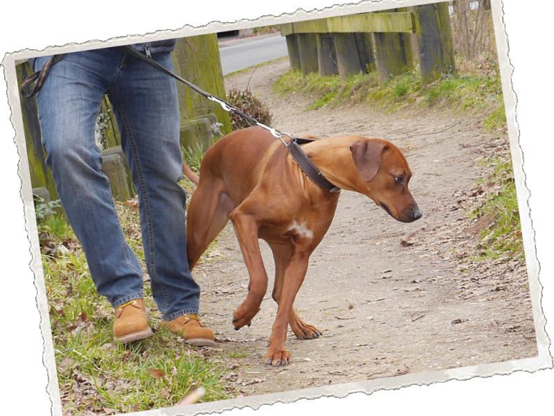 Hundeschule FAIRplay