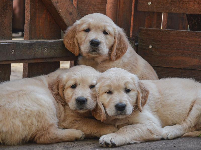 Golden Retriever of golden Wings