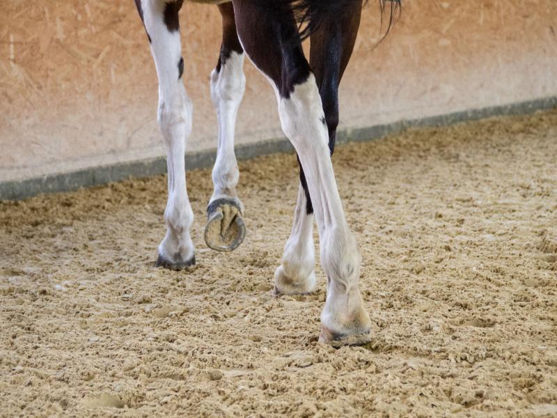 Pferdesportverein Reitwerkstatt "Richtig reiten reicht" Düsedau e.V.