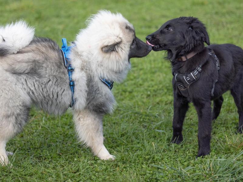 Hundeschule "Emmel and Friends"